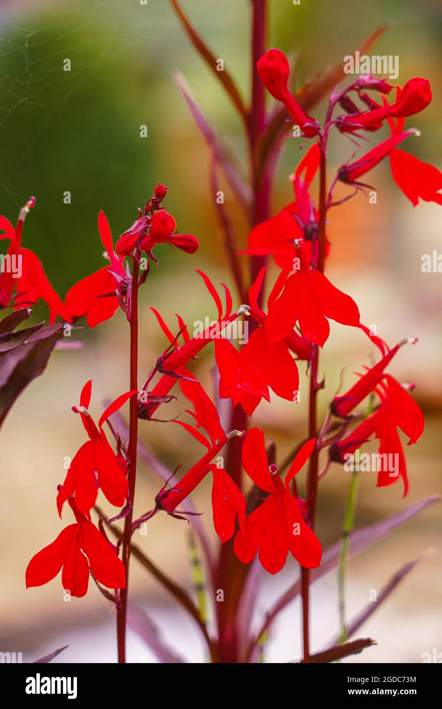 Nahaufnahme der schönen leuchtend roten, blühenden Lobelia Cardinalis Pflanze, einer mehrjährigen krautigen Teichpflanze Stockfoto