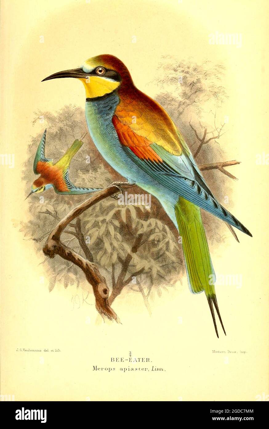John Gerrard Keulemans (Johannes Gerardus Keulemans) - Vintage British Bird Illustration of a Bee Eater - Merops apiaster - sehr bunt. Stockfoto