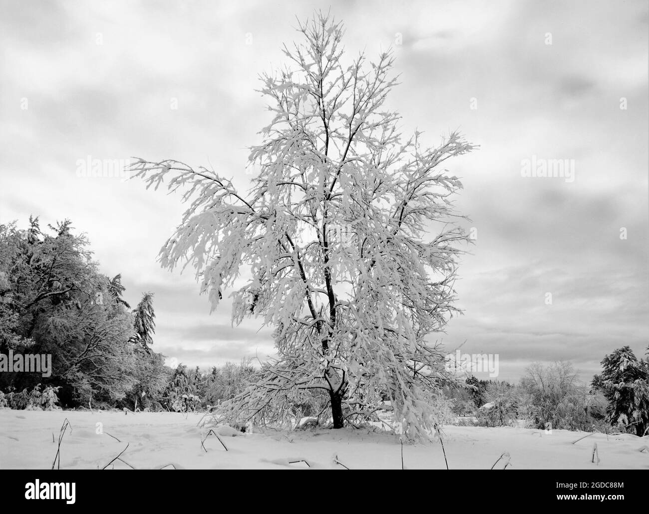 Schwarz-Weiß-Bild eines schneebedeckten Neuengland-Baumes im Winter Stockfoto