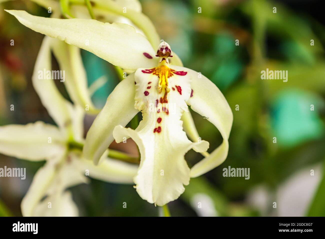 Beallara Orchideenblume mit Mittelfokus und Rest des Bildes verschwommen Stockfoto