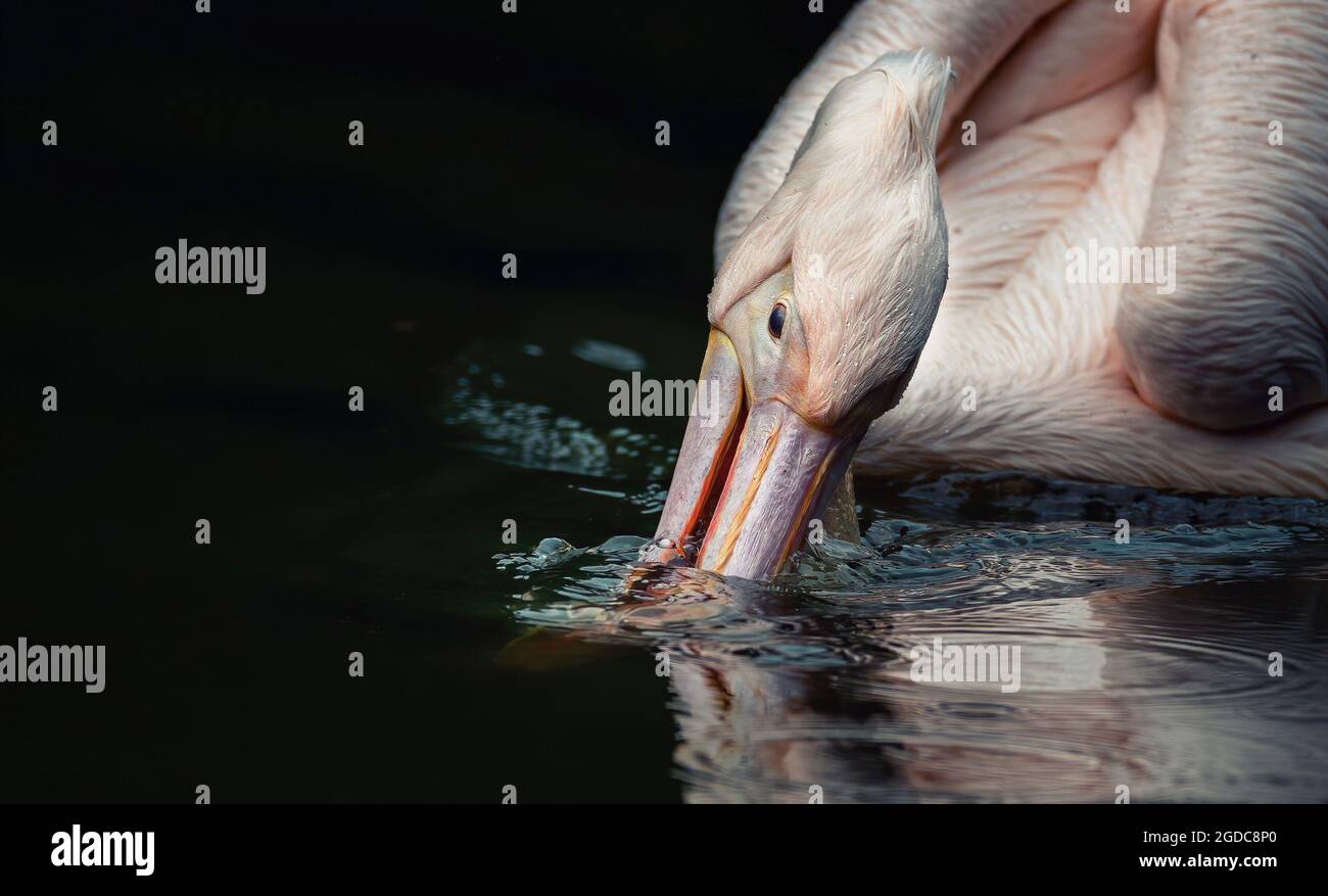 Brauner Pelikan Pelecanus occidentalis Nahaufnahme seines Kopfes beim Fischen, das beste Foto. Stockfoto