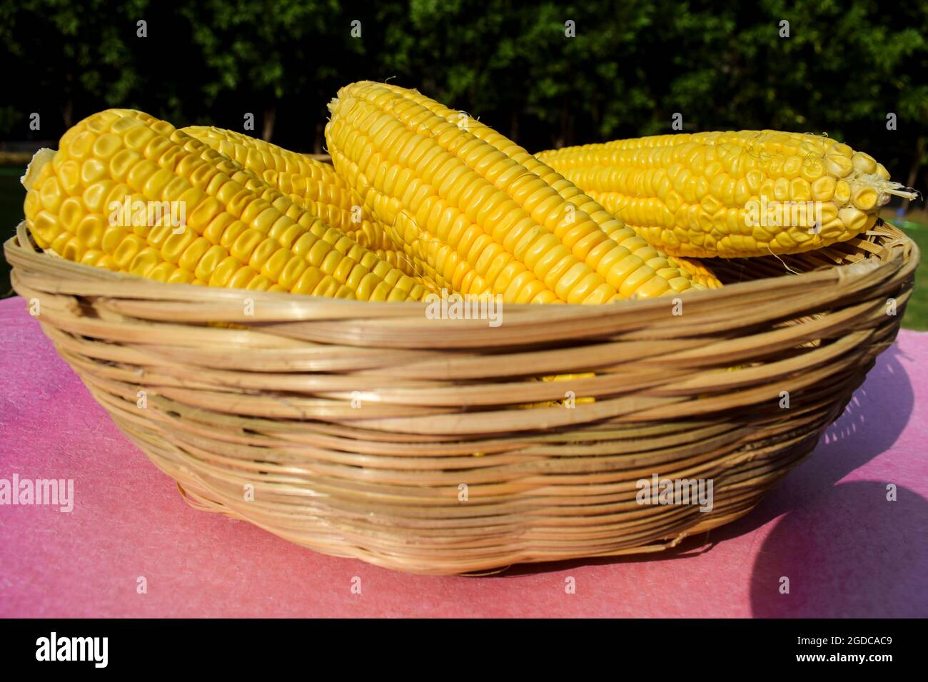 Maiskolben, auch Maiskolben genannt, knwn auch als Mais-Vollgemüse geerntet und in Korbkörbchen auf weißem Hintergrund gelegt Stockfoto