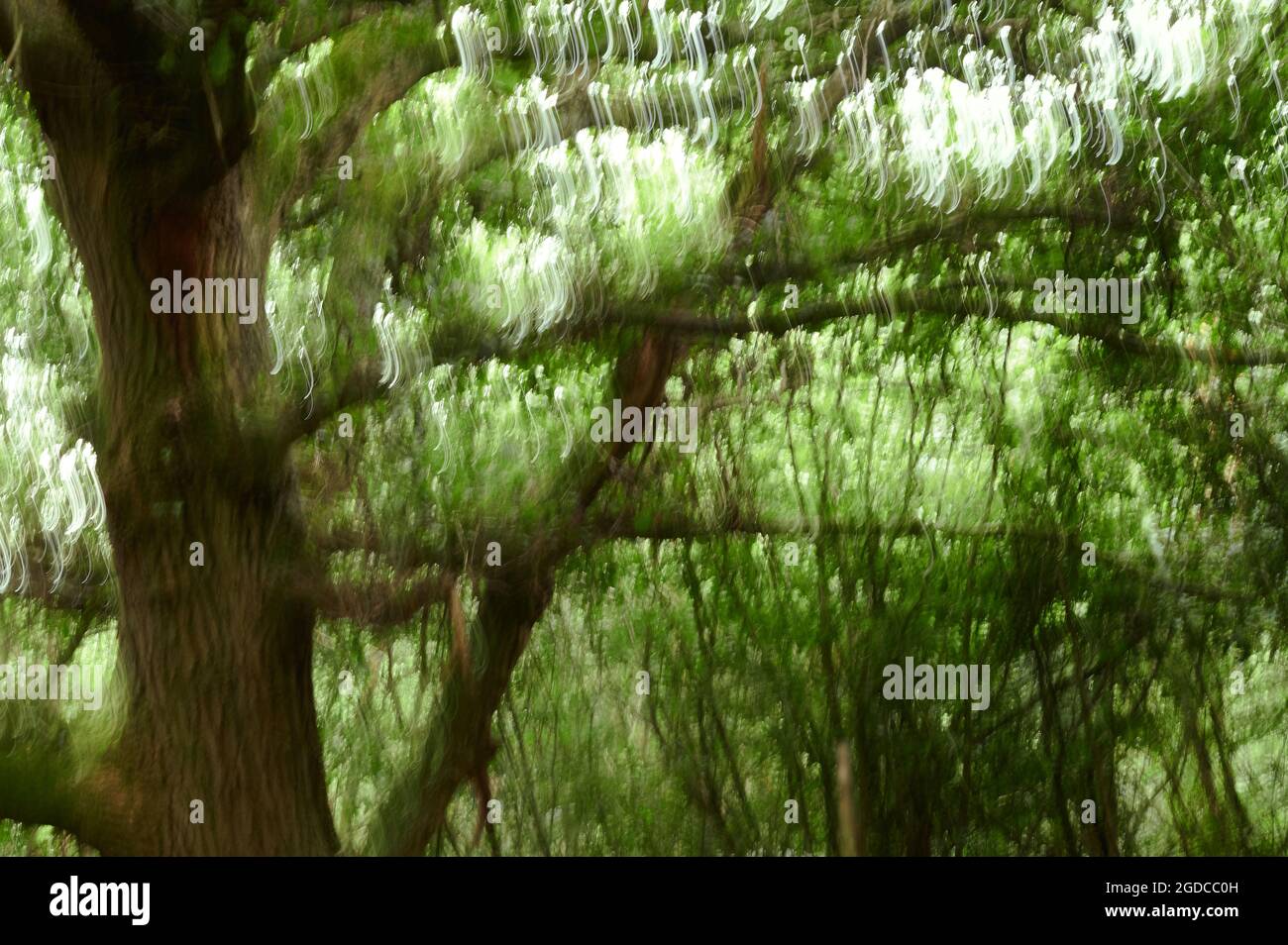 Abstraktes unscharfes Bild von Bäumen und Blättern in einem Wald - Gefühl von verwirrt, Drogen, unausgeglichen Stockfoto