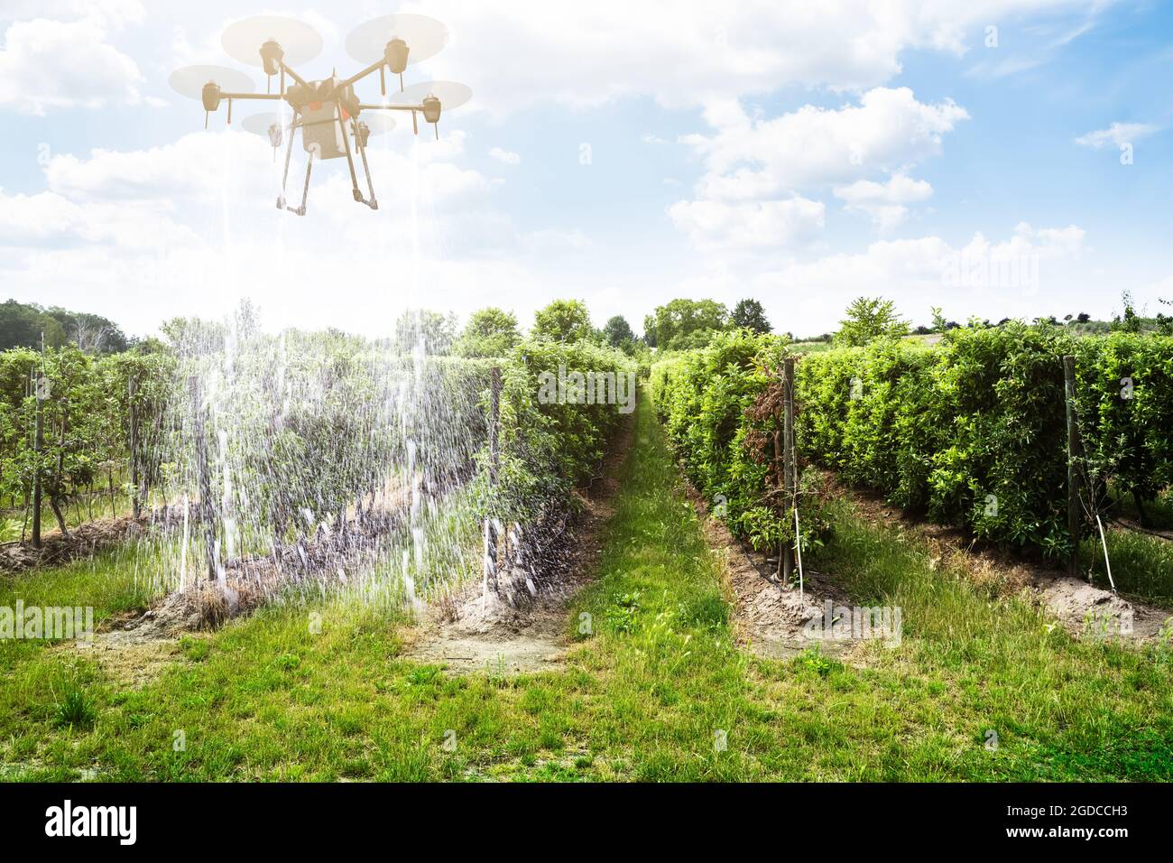 Copter Field Spray Technology. Landwirtschaft Farm Drohne Stockfoto