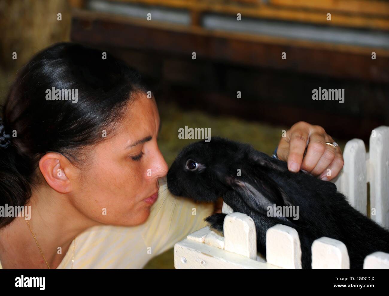 Schwarzes Kaninchen lehnt sich nach vorne und erhält einen Kuss vom Besucher der Streichelfarm. Kaninchen befindet sich in einem weißen Zaun. Stockfoto