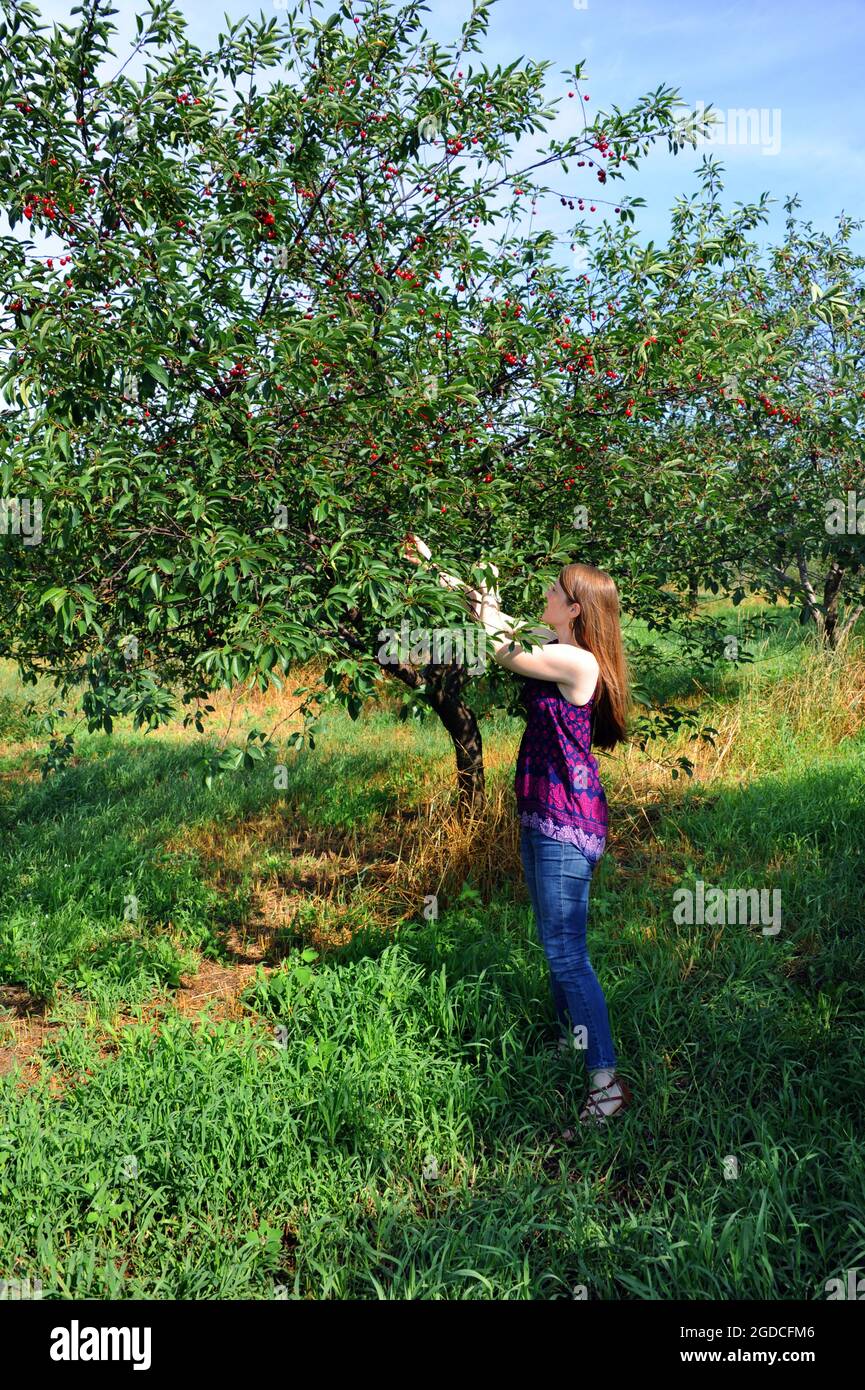 Junge Frau steht in einem Obstgarten in Michigan und pflückt Kirschen. Sie hat auf Jeans und Sommerbluse. Stockfoto