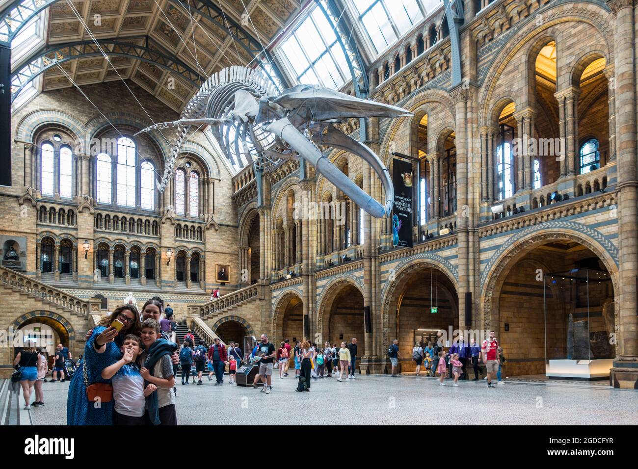 Die Nachbildung des großen Walskeletts im Natural History Museum in London Stockfoto