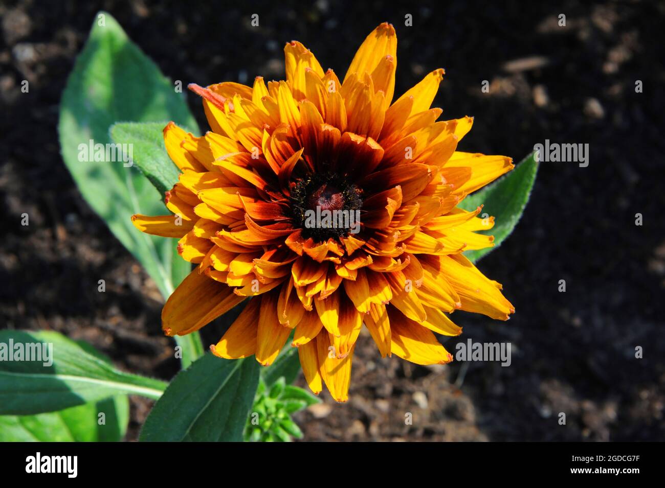 Ungewöhnlicher Titel für eine Sonnenblume, aber diese 'abgestorbenen roten Sonnenblumen' sind goldgelb mit braunem und burgunderfarbenem Zentrum. Stockfoto