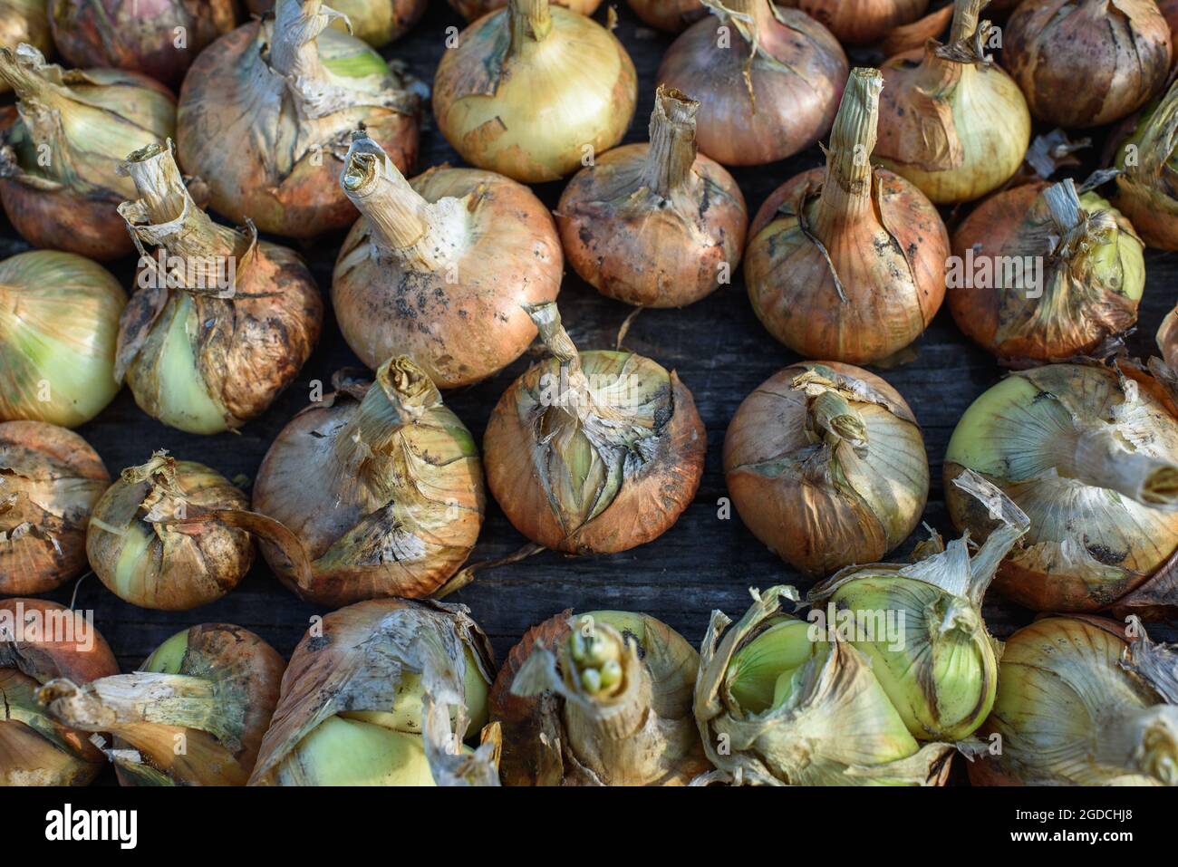 Agrarindustrie. Zwiebelzwiebeln wurden aus dem Boden gegraben und vor der langfristigen Lagerung zum Trocknen ausgelegt. Stockfoto