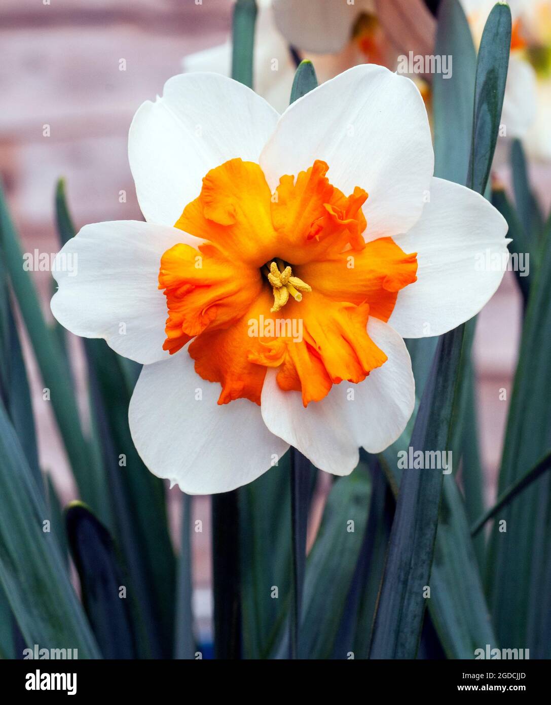 Nahaufnahme der Orangerie Narcissus in Blüte im Frühjahr. Die Narcissi Orangerie ist eine geteilte Corona Narffodil der Division 11a mit weißen und orangen Blüten. Stockfoto