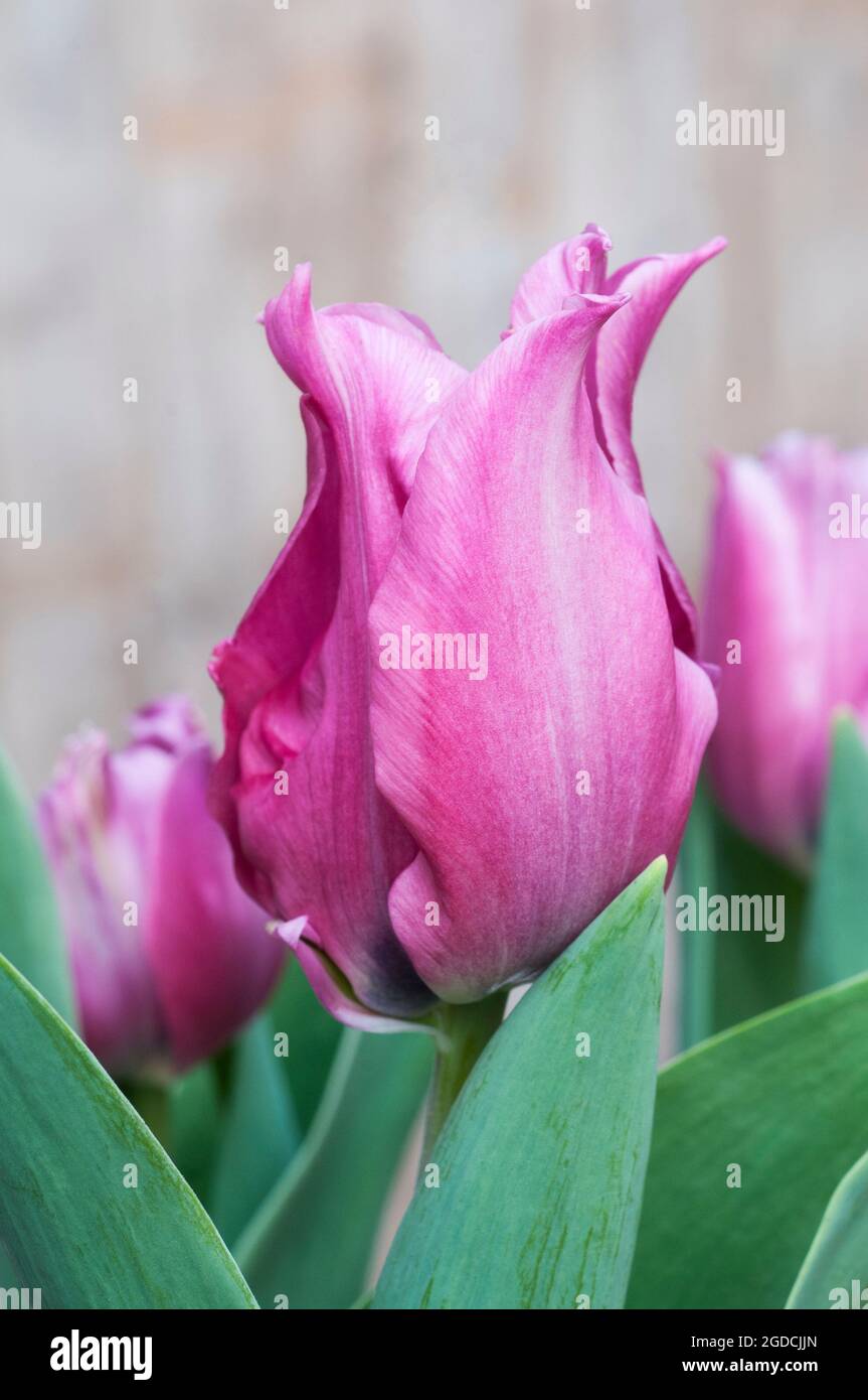 Nahaufnahme von tulipa Virichic. Eine halbfrühlingsblühende, zweifarbige rosa und grüne Tulpe, die zur Viridiflora-Gruppe der Tulpen-Division 8 gehört Stockfoto