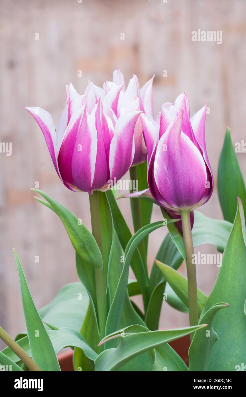 Gruppe von tulipa Claudia. Eine frühlingsblühende zweifarbige lila und weiße Tulpe, die zur Lily Flowered Group of Tulpen Division 6 gehört Stockfoto