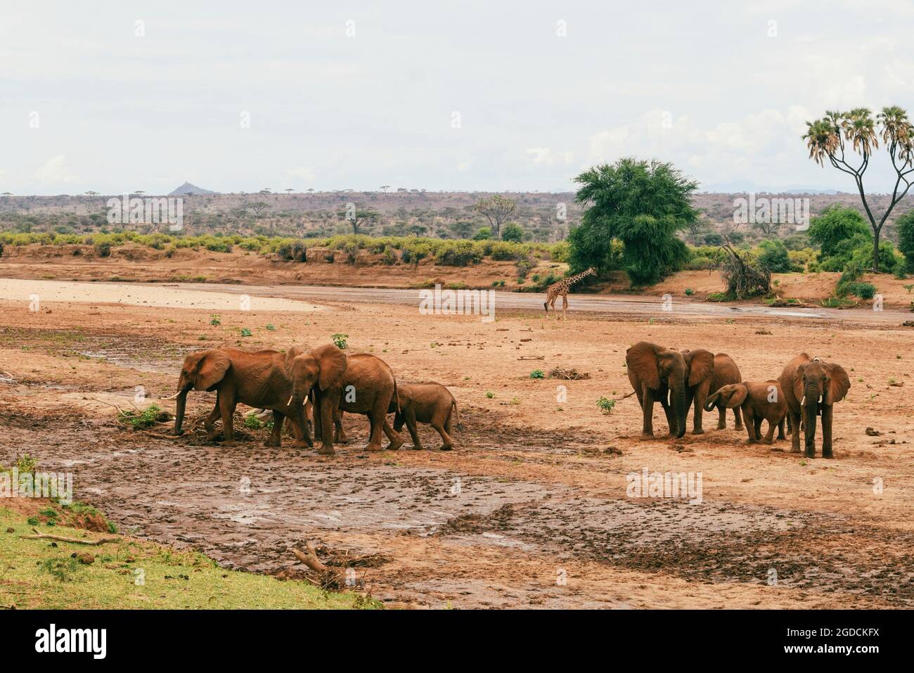 Eine Herde afrikanischer Elefanten - Loxodonta Africana gräbt im Samburu National Reserve, Kenia, nach Wasser Stockfoto