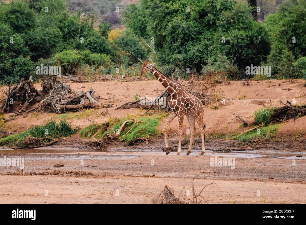 Eine einone Giraffe am Fluss Ewaso Nyiro im Samburu National Reserve, Kenia Stockfoto