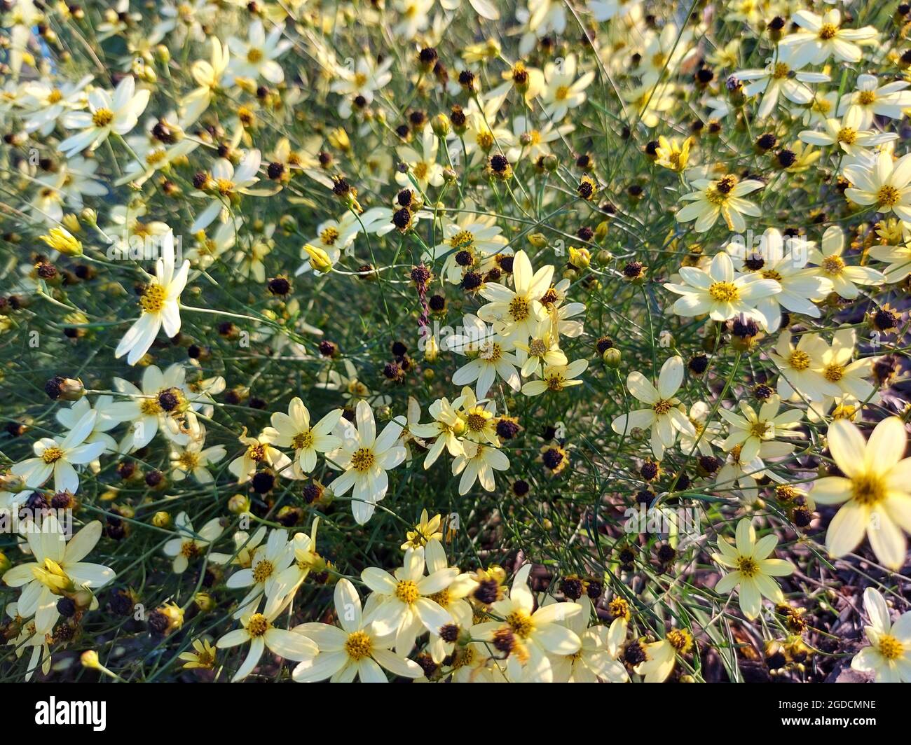 Hochkehlige Aufnahme von blühenden Kitzelsamen-Pflanzen Stockfoto