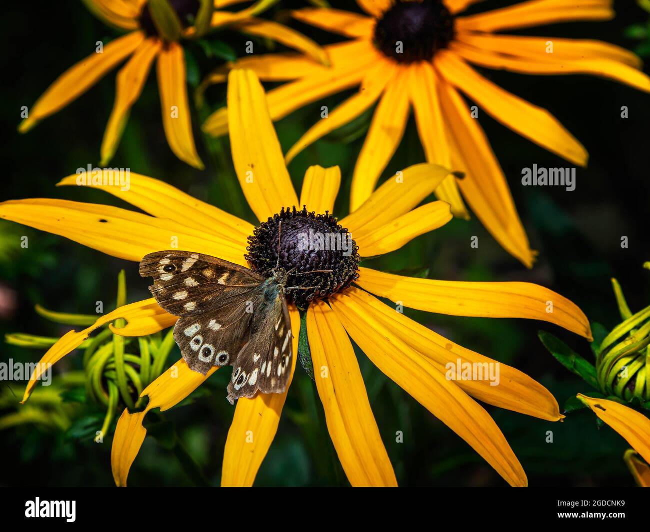 Der gesprenkelte Holzschmetterling (Pararge aegeria) auf einer Rudbeckia fulgida sullivanti Goldsturm Blume Stockfoto