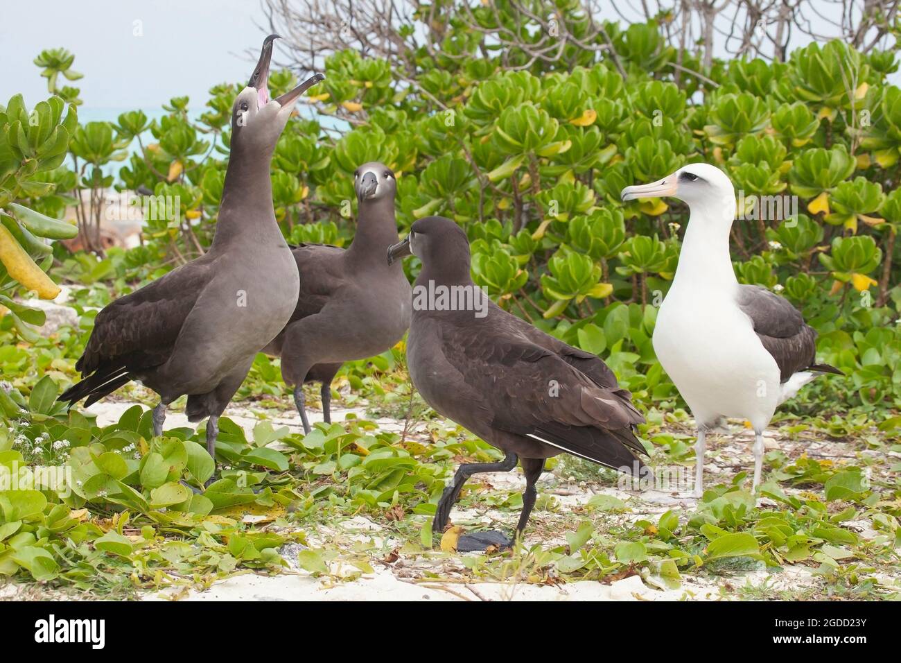 Balzinteraktion unter 3 schwarzfüßigen Albatrossen, während sich der Leysan Albatross am Midway Atoll Beach im Papahanaumokuakea Marine National Monument ansieht Stockfoto