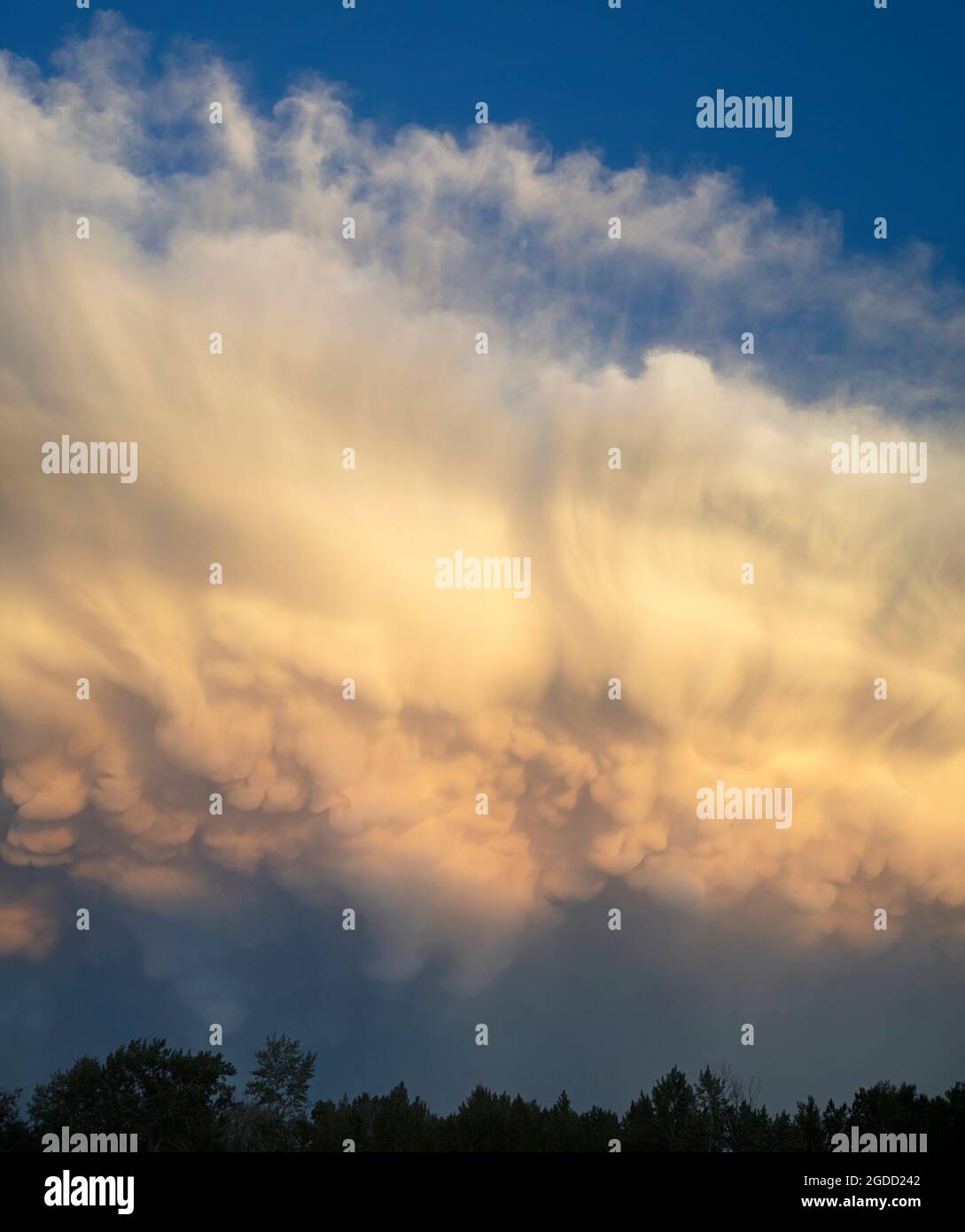 Sonnenbeschienene Cumulonimbus-Sturmwolken über Mammatuswolken in Calgary, Kanada Stockfoto
