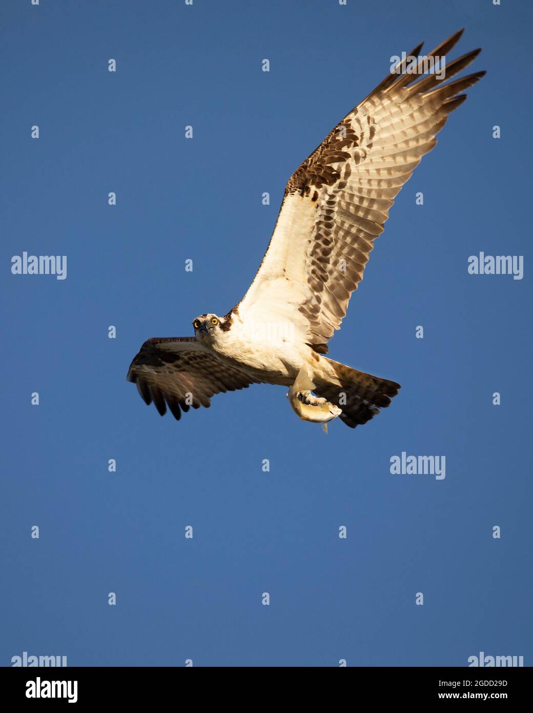 Fischadler, Erwachsener, der mit Fischen am klaren blauen Himmel fliegt Stockfoto