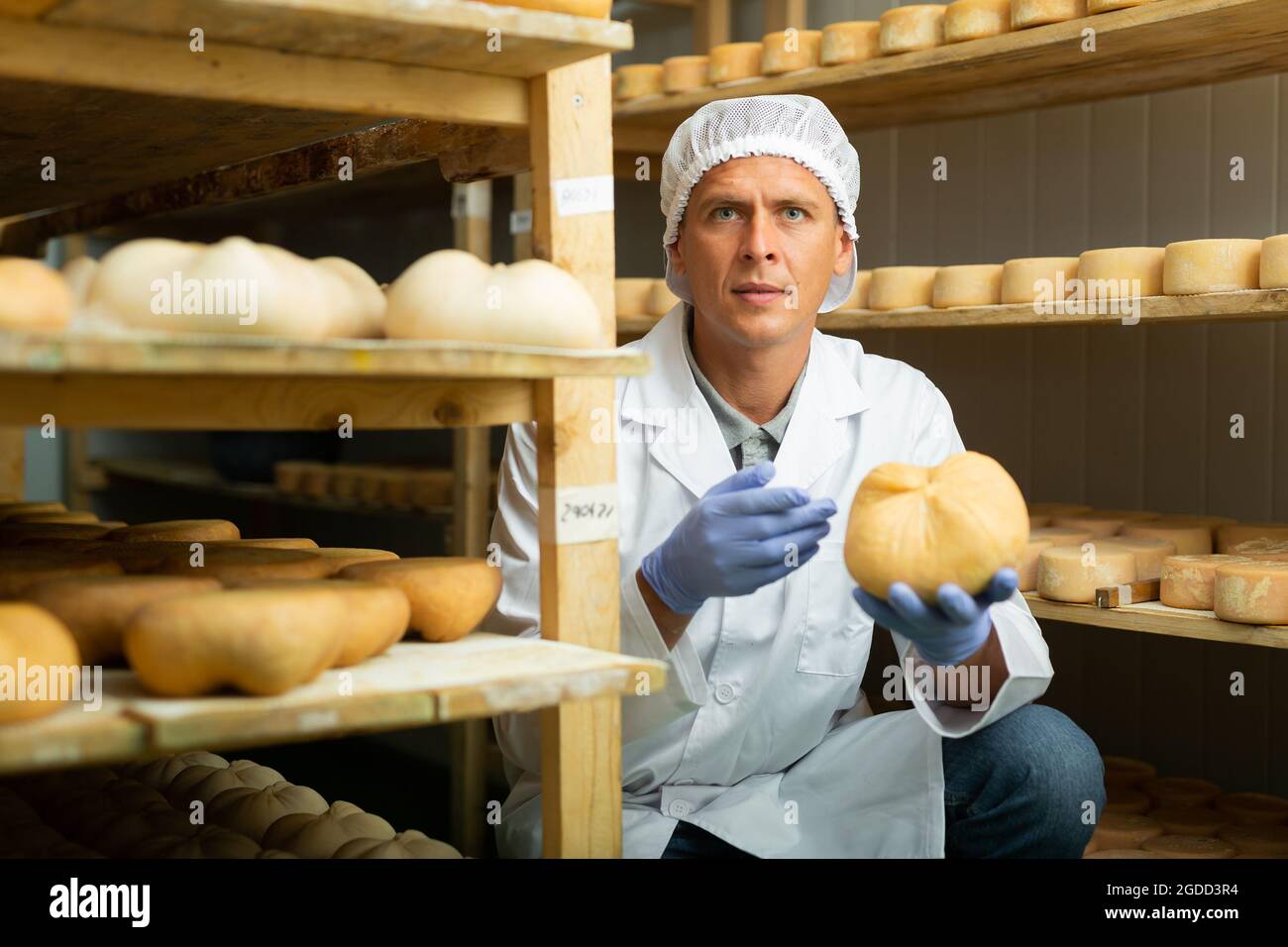 Käseherstellung bürstet den Hartkäse von Hand mit Schimmel ab. Die Zahlen auf weißen Papierstücken sind das Datum, an dem der Käse in die Reifkammer gelegt wurde Stockfoto