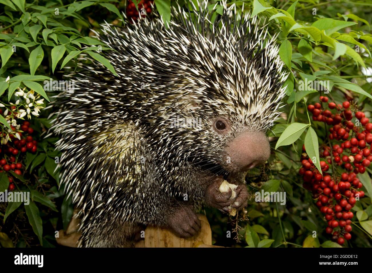 Die Nahaufnahme eines männlichen brasilianischen Stachelschwanzes (Coendou prehensilis), der ein Essen isst Stockfoto