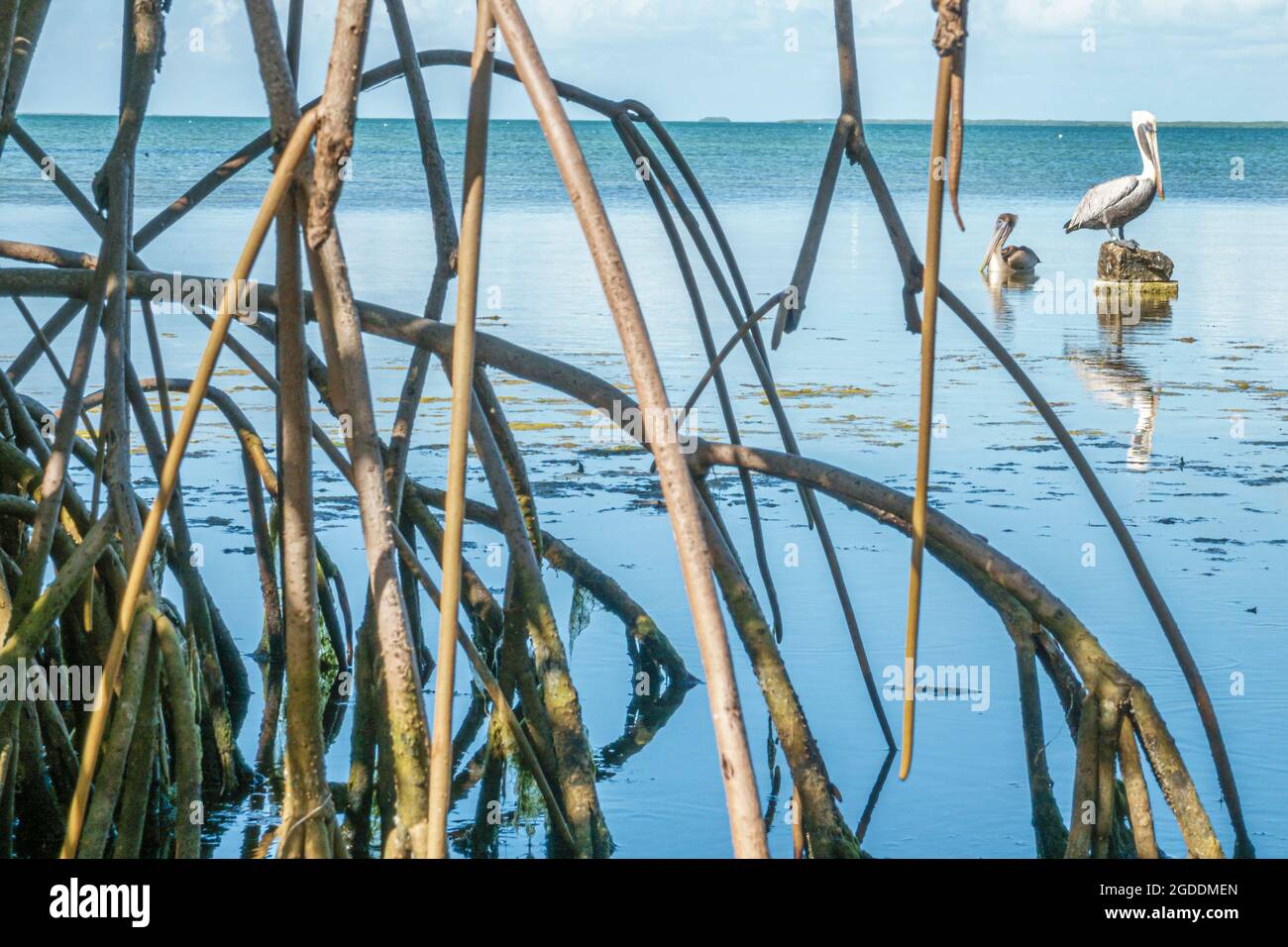 Florida Key Largo Florida Bay Florida Keys Wild Bird Center, Laura Quinn Sanctuary Refuge Red Mangrove Rhizophora Mangelwasser Pelikan, Stockfoto