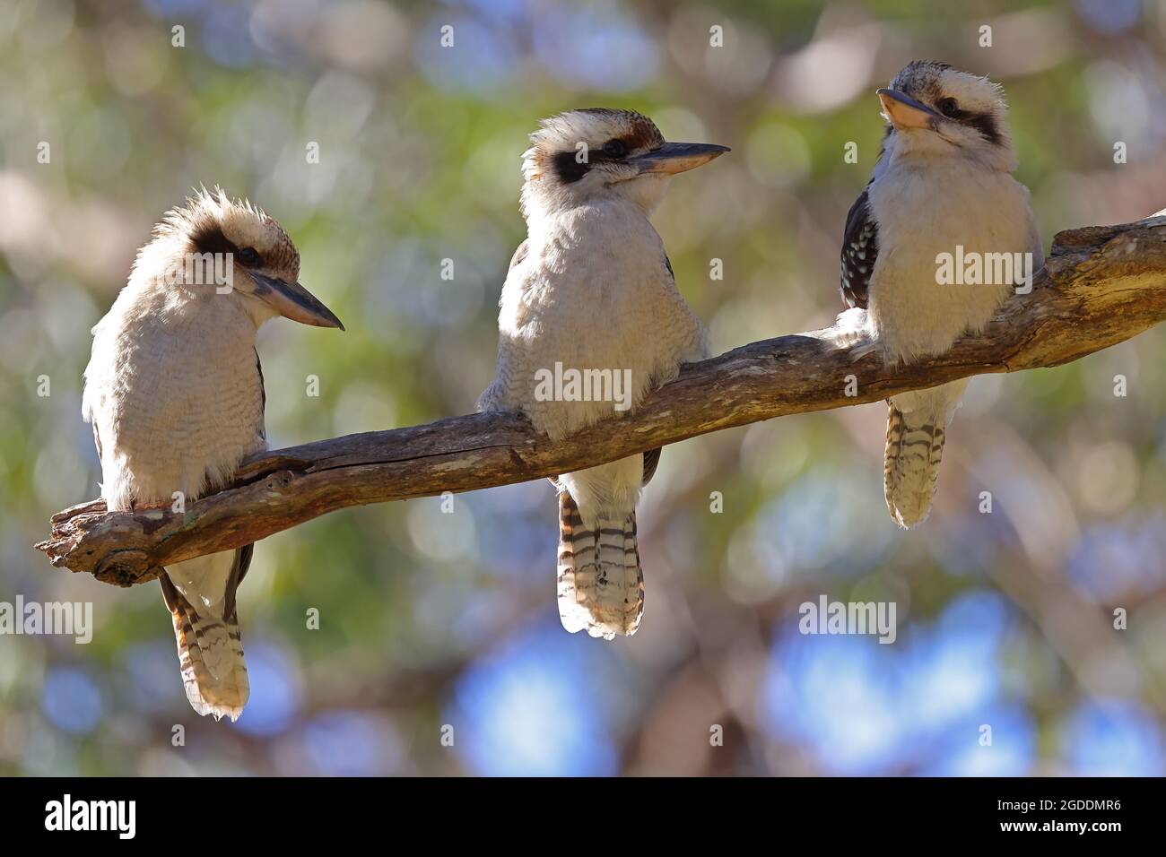 Laughing Kookaburra sitzt auf einem Ast Stockfoto