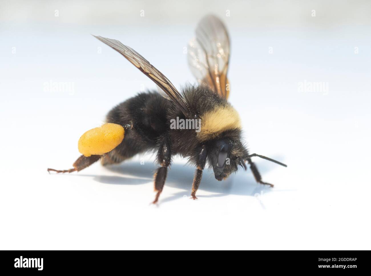 Westliche Bumble Bee (Bombus occidentalis) einst verbreitet, jetzt in West-Nordamerika immer seltener Stockfoto