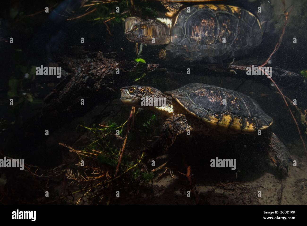 Actinemys marmorata - eine Schildkröte aus dem Nordwesten des Teichs, schwimmt unter Wasser in einem klaren kalifornischen Fluss. Diese einheimische Schildkrötenart gilt als bedroht. Stockfoto