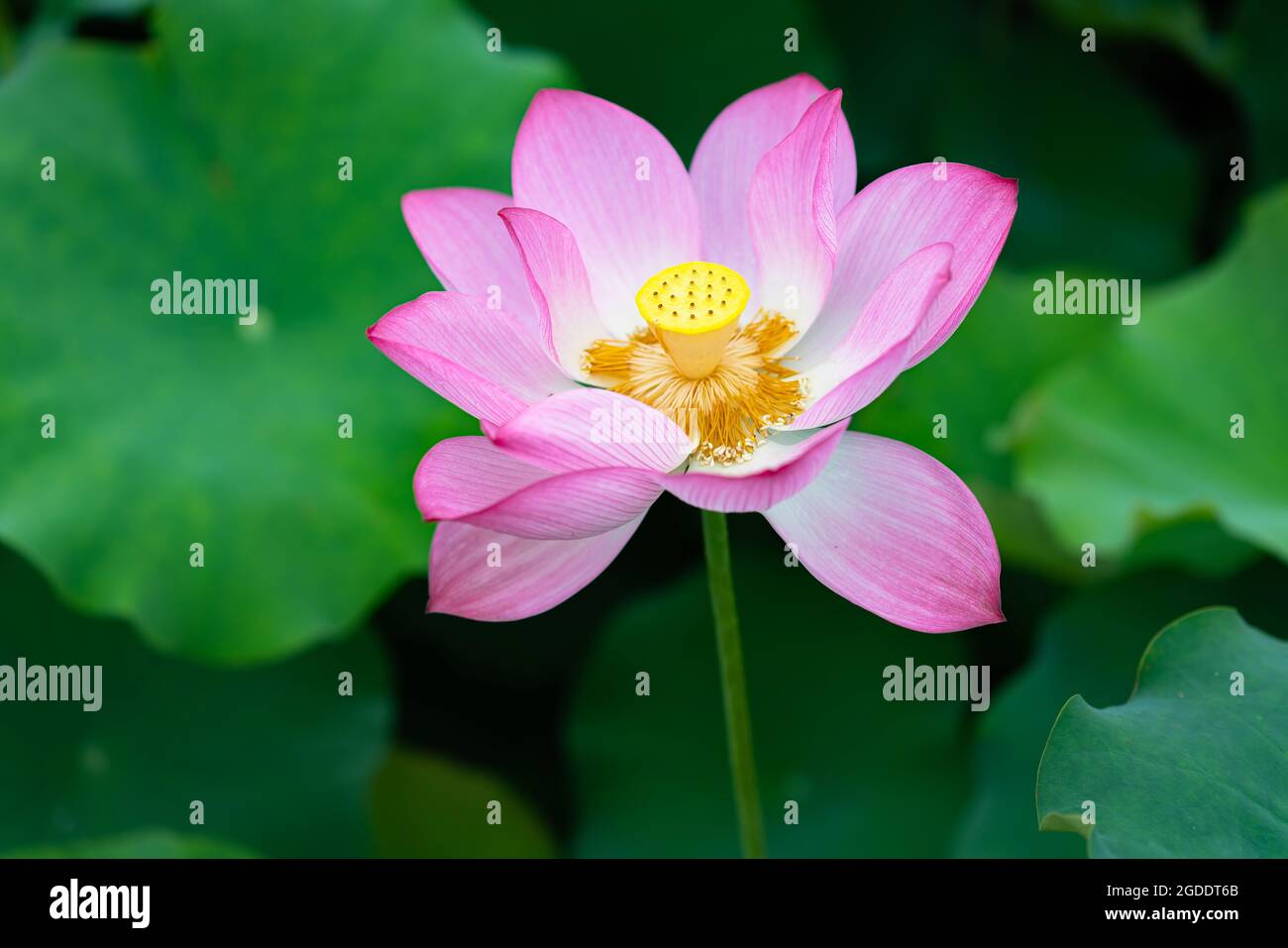 Lotus Blume Stock Foto Stockfoto