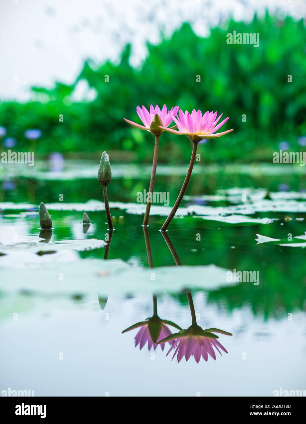 Lotus Blume Stock Foto Stockfoto