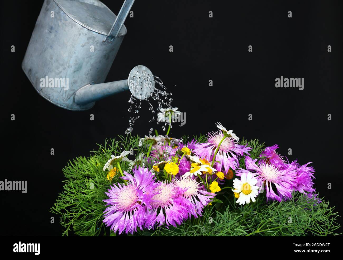 Wasser kann Blumen gießen auf schwarzem Hintergrund Stockfoto