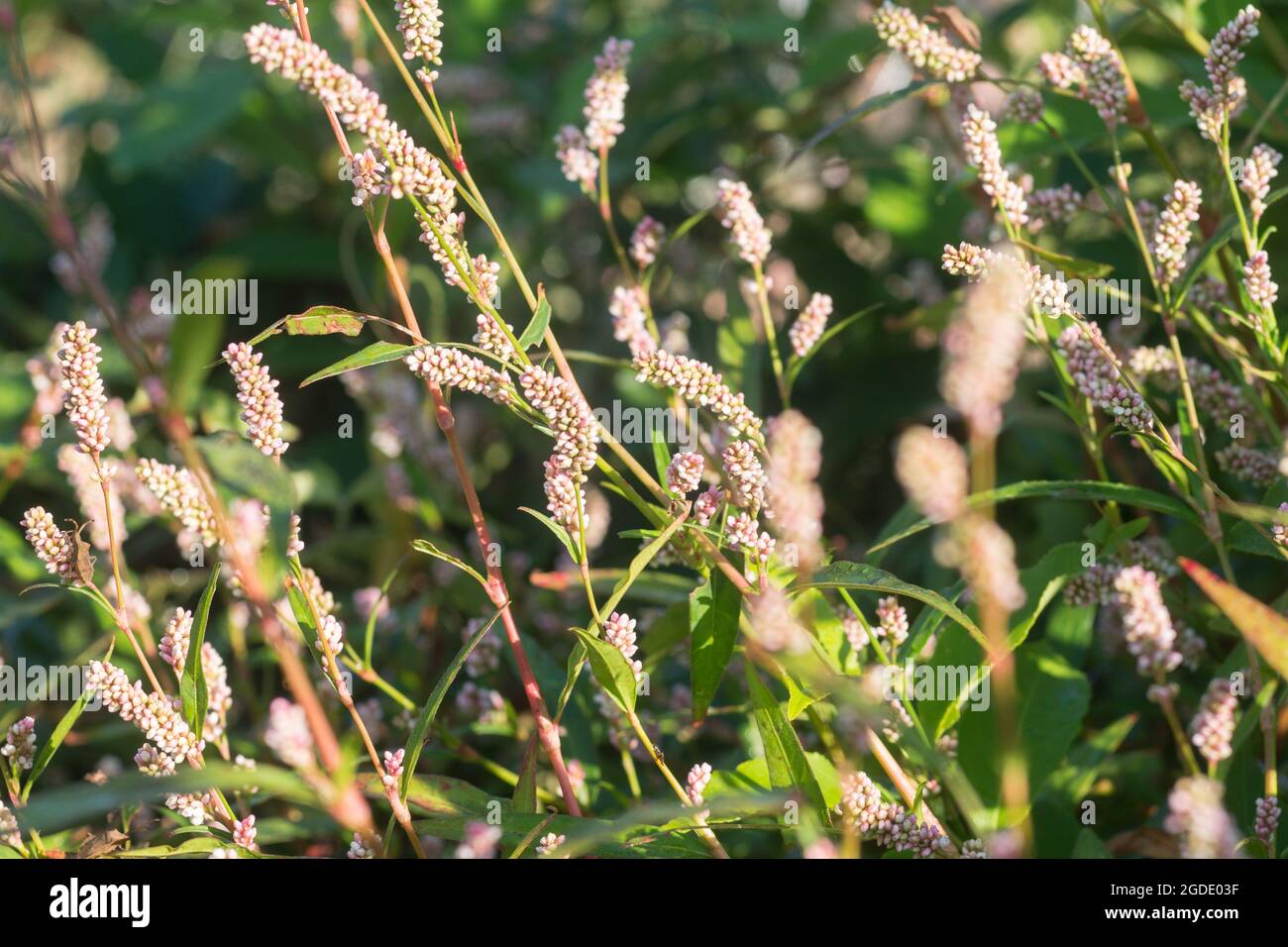 Persicaria maculosa, gepunkteter Damendaumen, Jesuspflanze, Rotschenkelblüten, Nahaufnahme selektiver Fokus Stockfoto