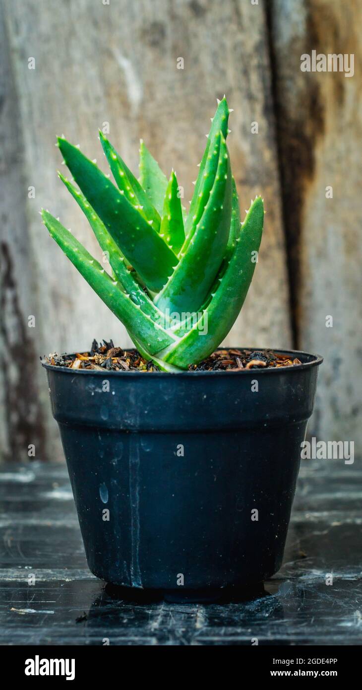 Nahaufnahme von Aloe-Arten auf Holzhintergrund Stockfotografie - Alamy