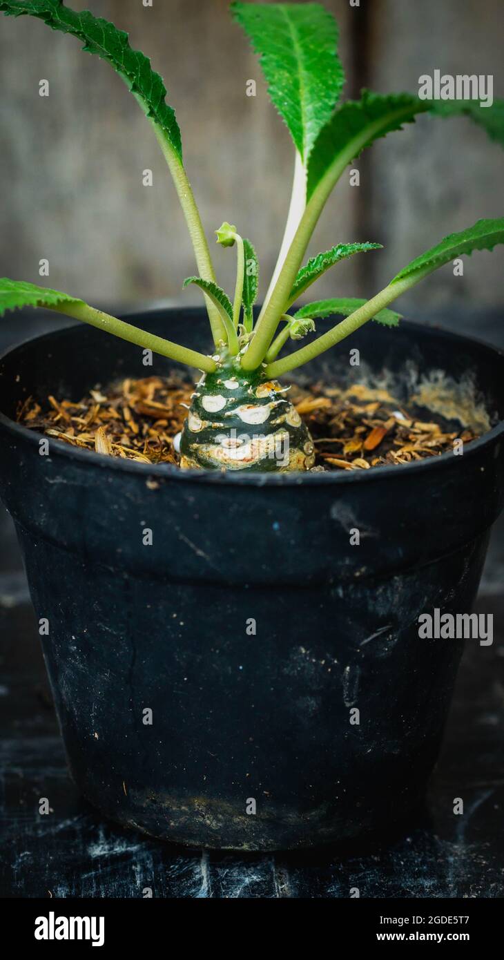 Nahaufnahme von dorstenia crispa, Caudex Sukulente Pflanze Stockfoto