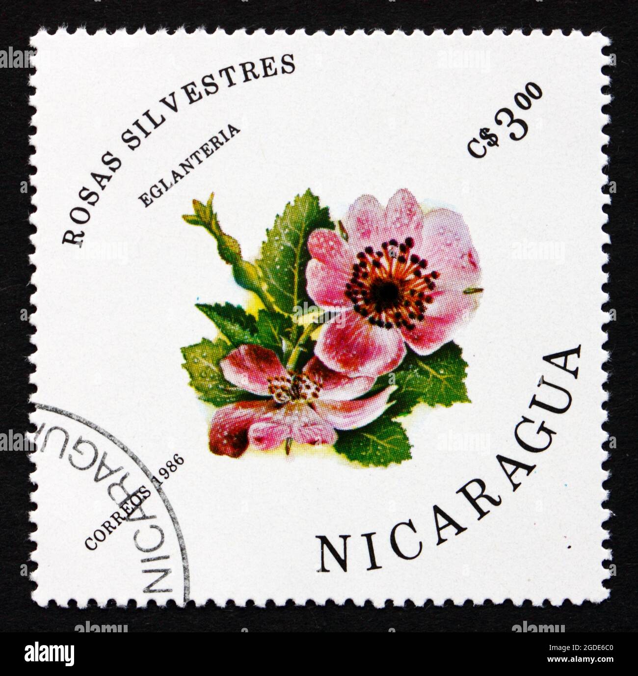 NICARAGUA - UM 1986: Eine in Nicaragua gedruckte Briefmarke zeigt Süße Briar- oder Eglantine-Rose, Rosa Eglanteria, Blume, Laubstrauch, um 1986 Stockfoto