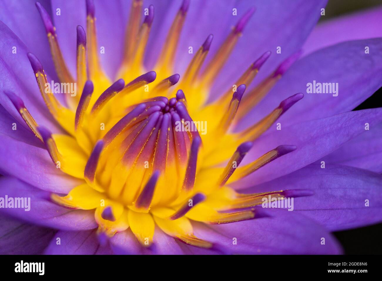 Eine Nahaufnahme einer violetten Seerose Stockfoto