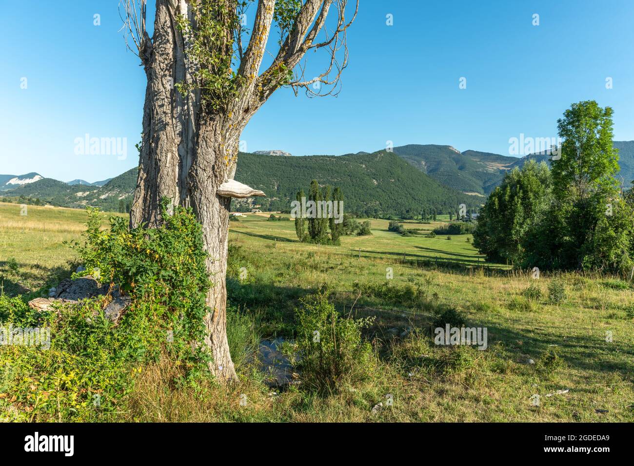 Pilz auf dem Stamm eines Pappelbaums in einer natürlichen Landschaft von Drôme Provençale. Frankreich. Stockfoto