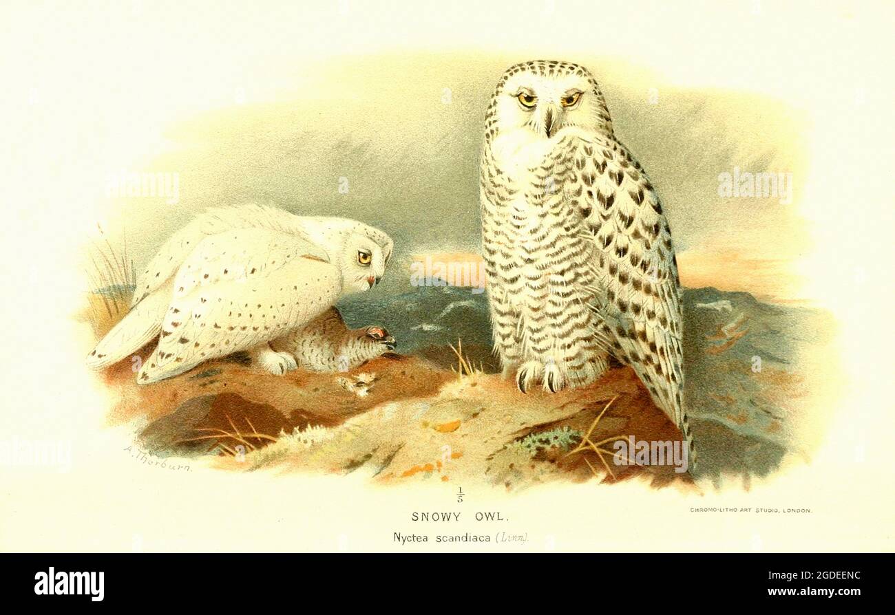 Vintage Archibald Thorburn Illustration von Snowy Owls - farbige Figuren der Vögel der Britischen Inseln. Stockfoto