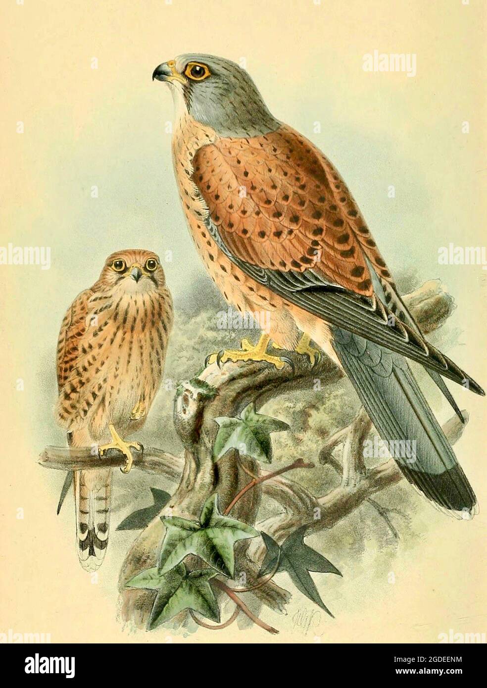 Kestrel - Falco tinnunculus - Vintage British Bird Illustration von John Gerad Keulemans - farbige Figuren der Vögel der britischen Inseln. Stockfoto