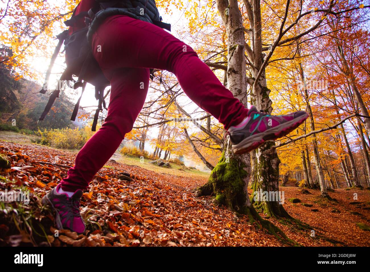 Die Wandererin spaziert schnell im Herbstwald Stockfoto