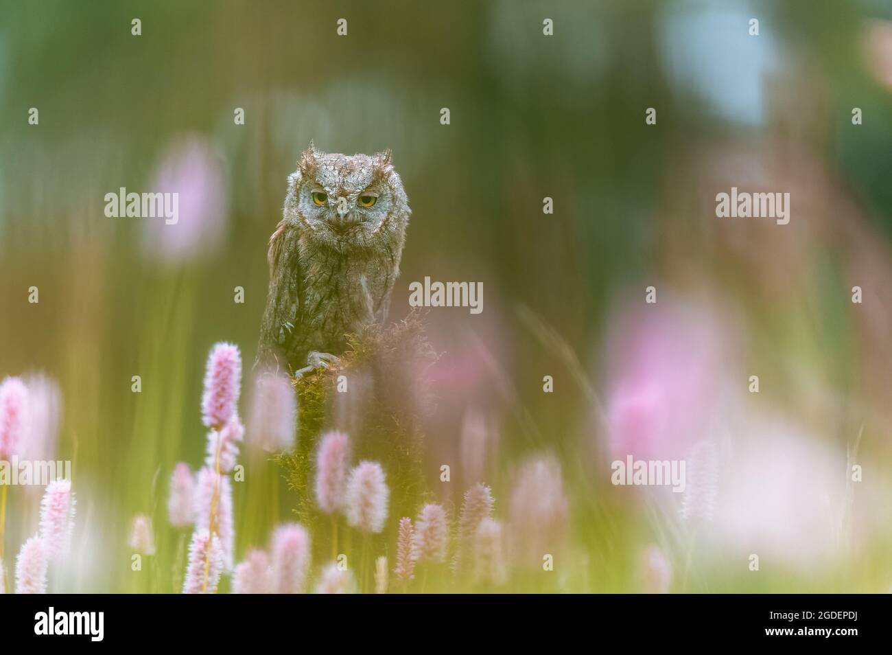 Eine sehr seltene eurasische Scopus Owl (Otus Scops), die auf einem Baumstamm auf einer blühenden Wiese sitzt. Schönes grünes Bokeh, geringe Schärfentiefe. Stockfoto