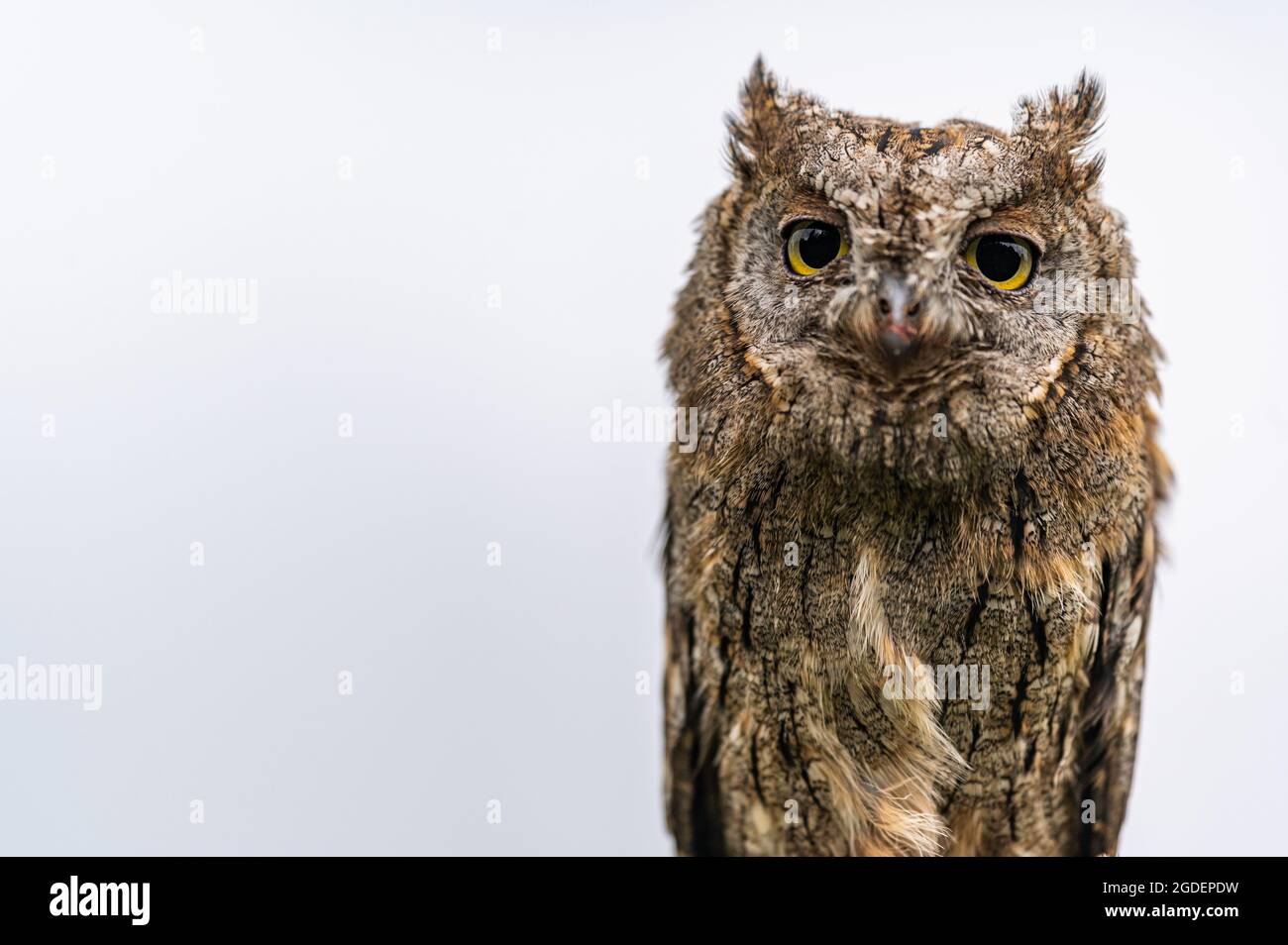 Ein sehr seltenes eurasisches Scops Owl (Otus Scops), Nahaufnahme-Porträt, isoliert auf weißem Hintergrund. Stockfoto