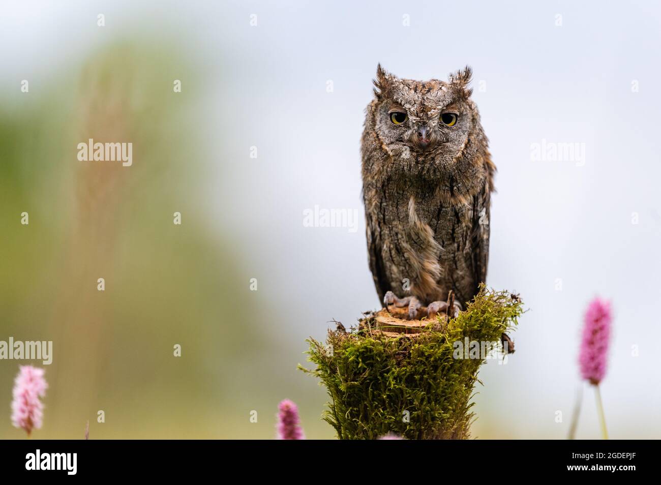 Eine sehr seltene eurasische Scopus Owl (Otus Scops), die auf einem Baumstamm auf einer blühenden Wiese sitzt. Schönes grünes Bokeh, geringe Schärfentiefe. Stockfoto