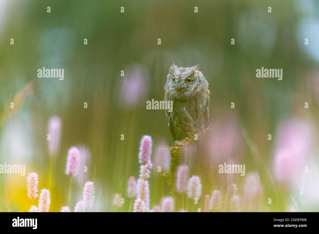 Eine sehr seltene eurasische Scopus Owl (Otus Scops), die auf einem Baumstamm auf einer blühenden Wiese sitzt. Schönes grünes Bokeh, geringe Schärfentiefe. Stockfoto