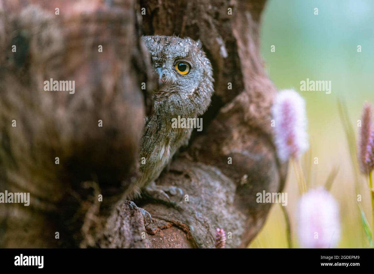 Eine sehr seltene eurasische Scops Owl (Otus Scops), die aus einem Loch in einem Baumstamm blickt. Rund um blühende Wiese, schöne bunte Bokeh. Stockfoto