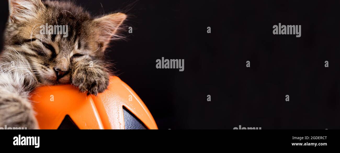 Ein Halloween Kätzchen mit Fledermausflügeln schläft in einem Kürbis auf schwarzem Hintergrund. Langes Banner, Platz für Text. Stockfoto