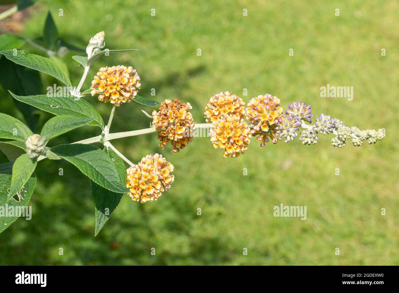 Buddleja weyeriana 'Golden Glow' (Buddleia-Sorte), bekannt als Schmetterlingsbusch, blüht im August oder Sommer in Großbritannien Stockfoto