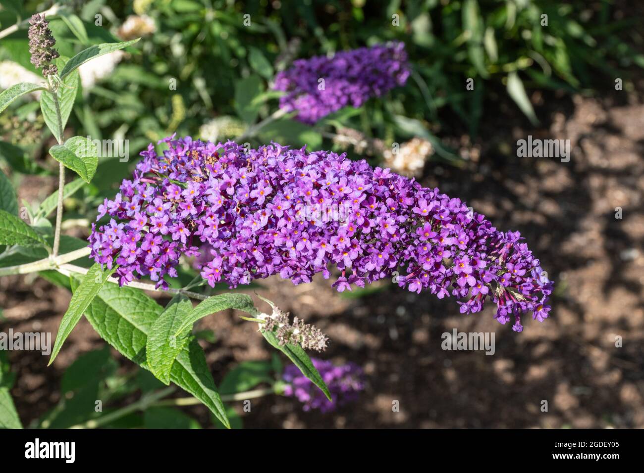 Buddleja davidii Dart’s Purple Rain (Buddleia-Sorte), bekannt als Schmetterlingsbusch, blüht im august oder Sommer in Großbritannien Stockfoto