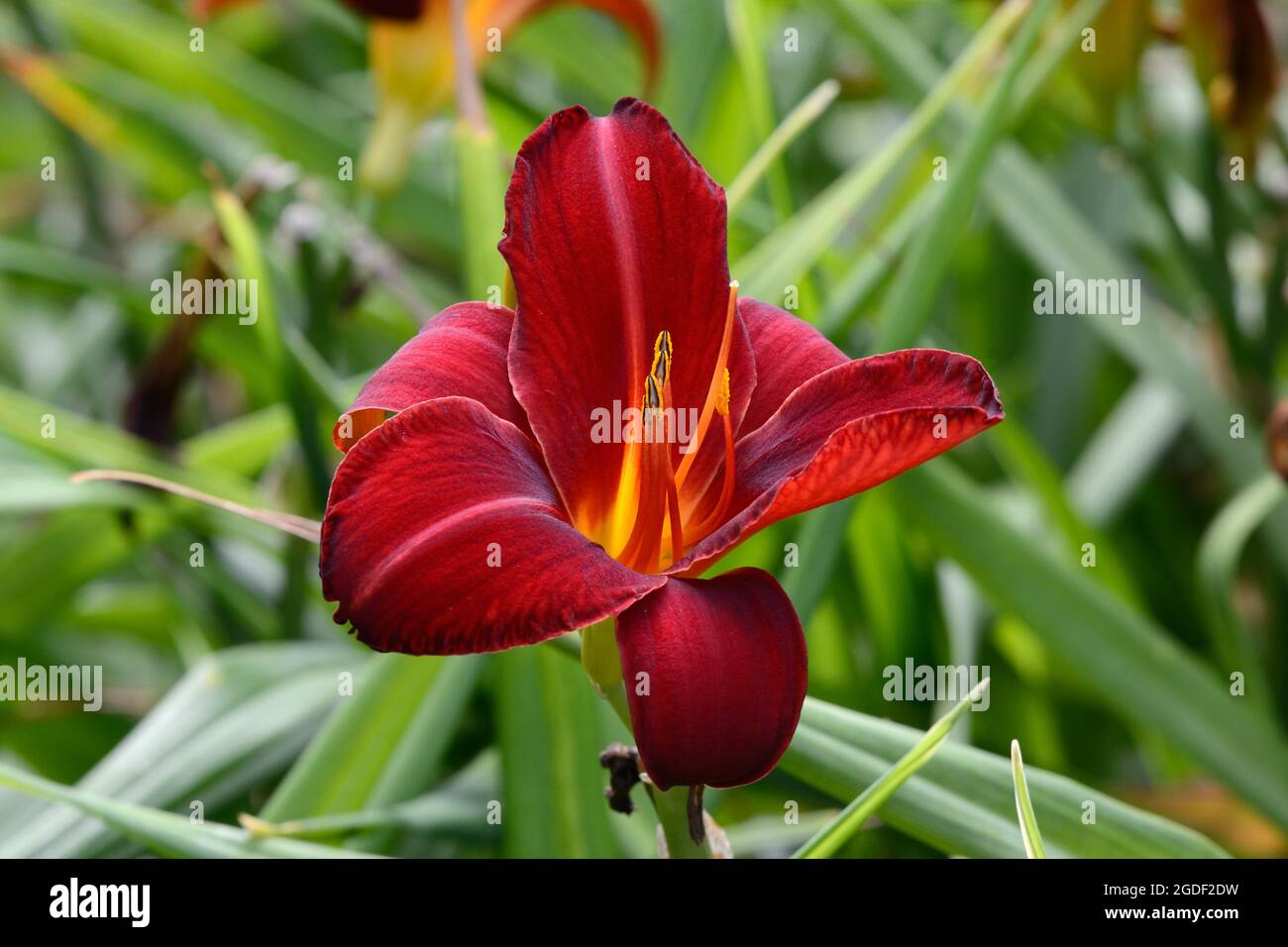 Hemerocallis Marokko Rote Daylilienblüte Stockfoto